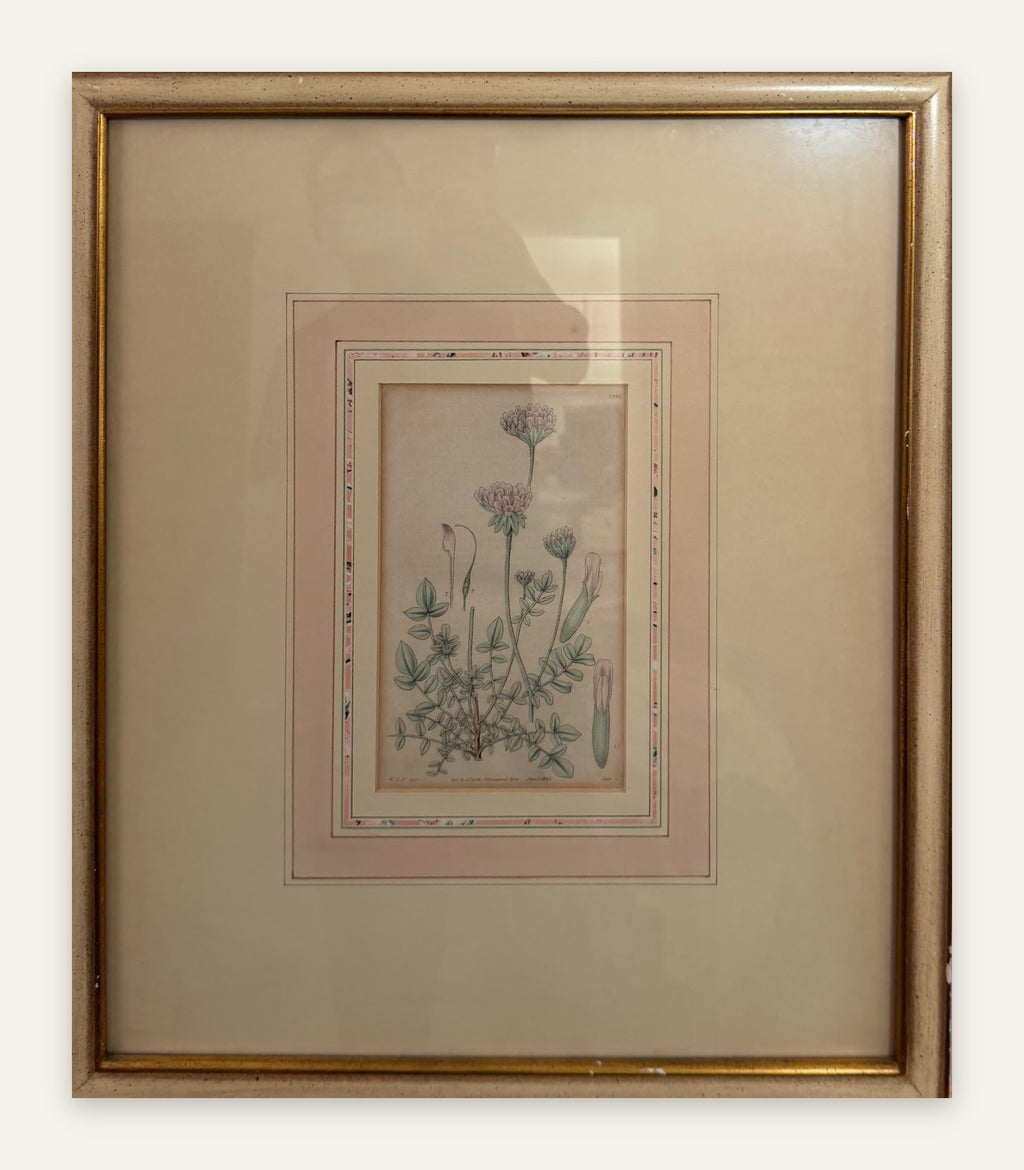 Lot 664: 1833 Samuel Curtis Hand Colored Botanical Engraving, Clover, Framed, 18 x 21 in