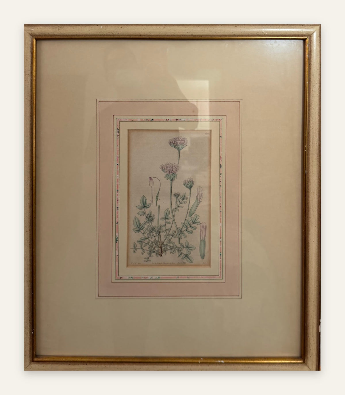 Lot 664: 1833 Samuel Curtis Hand Colored Botanical Engraving, Clover, Framed, 18 x 21 in