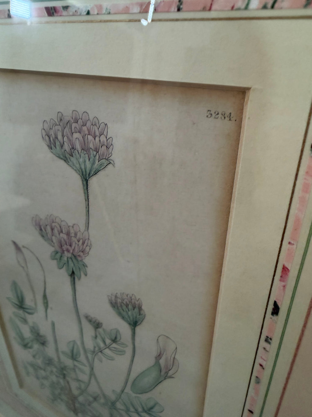 Lot 664: 1833 Samuel Curtis Hand Colored Botanical Engraving, Clover, Framed, 18 x 21 in