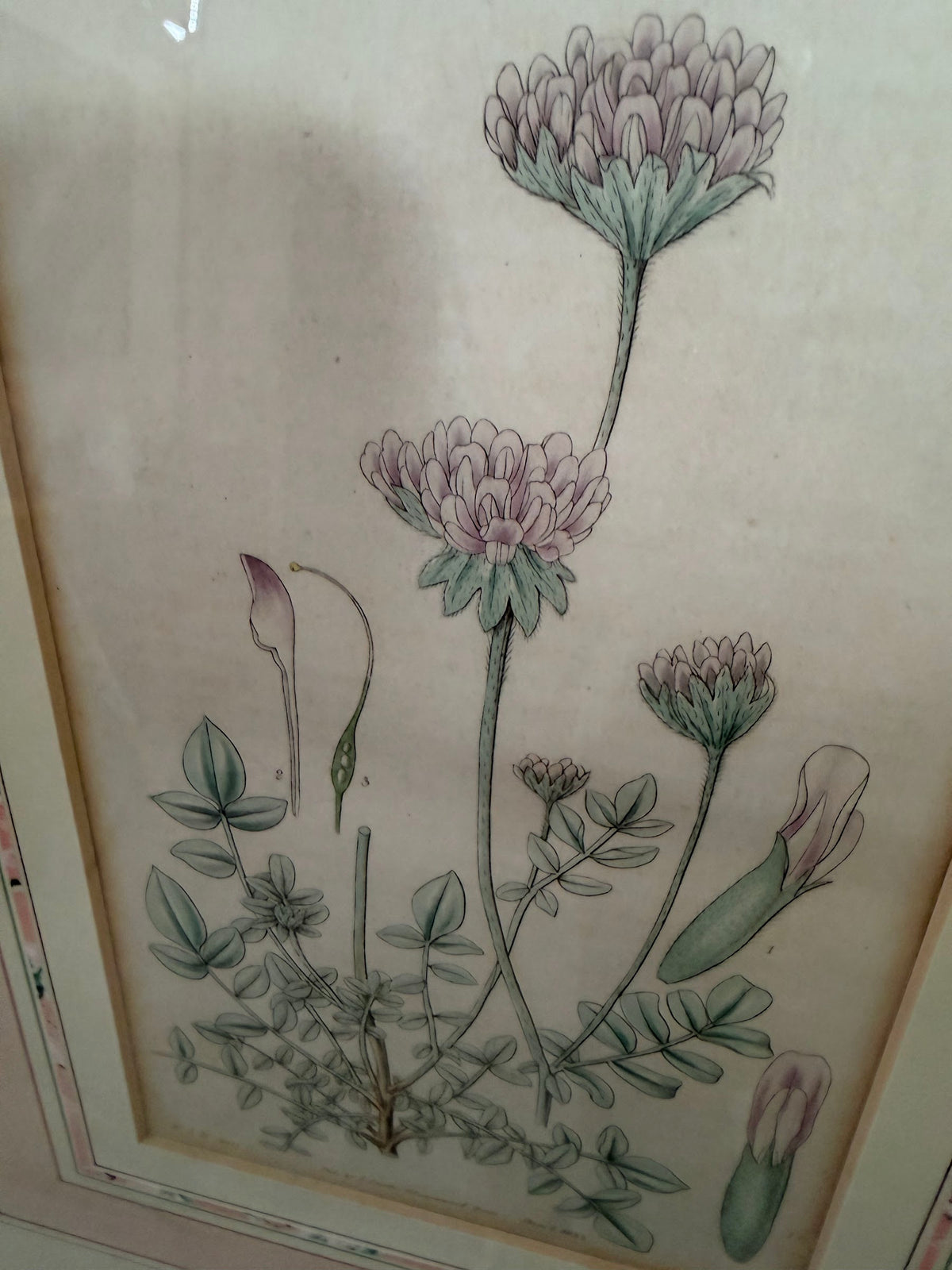 Lot 664: 1833 Samuel Curtis Hand Colored Botanical Engraving, Clover, Framed, 18 x 21 in