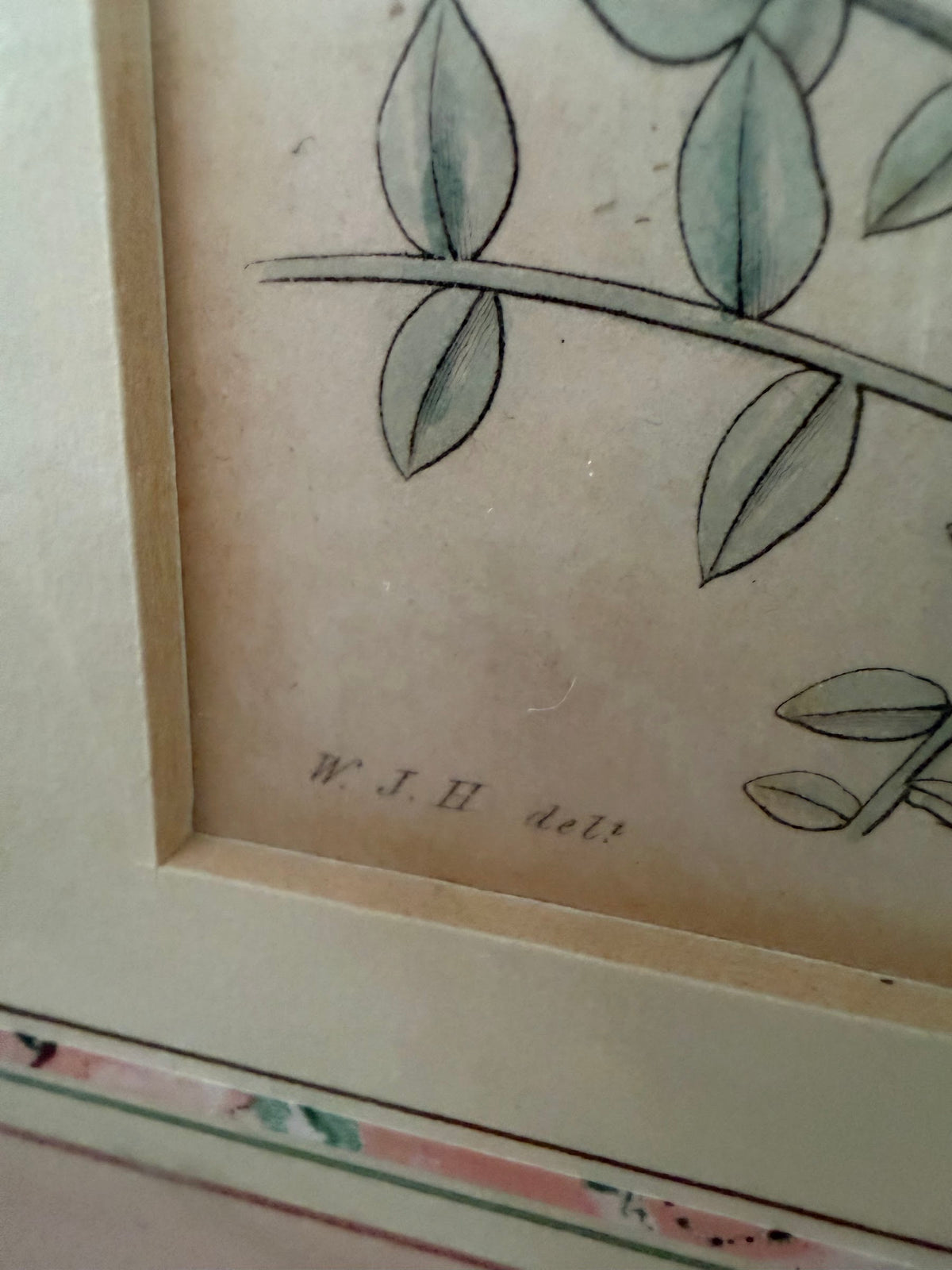 Lot 664: 1833 Samuel Curtis Hand Colored Botanical Engraving, Clover, Framed, 18 x 21 in