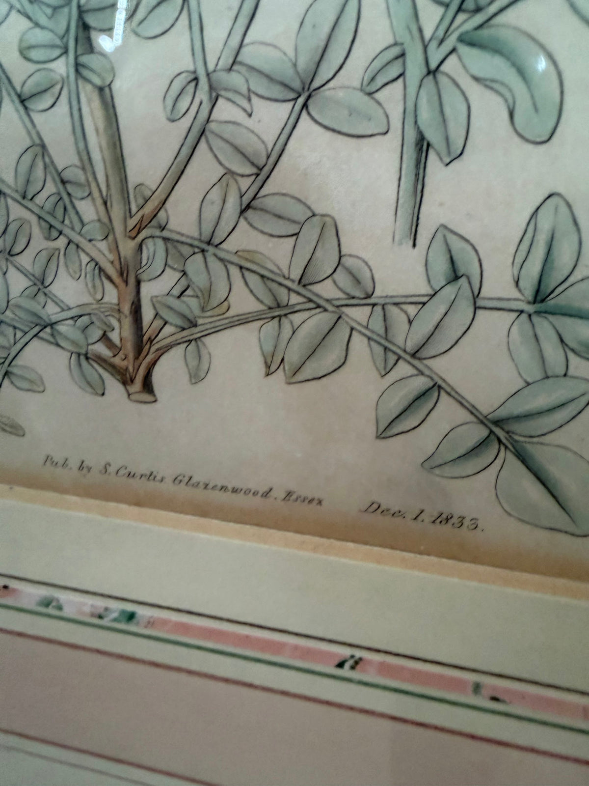 Lot 664: 1833 Samuel Curtis Hand Colored Botanical Engraving, Clover, Framed, 18 x 21 in